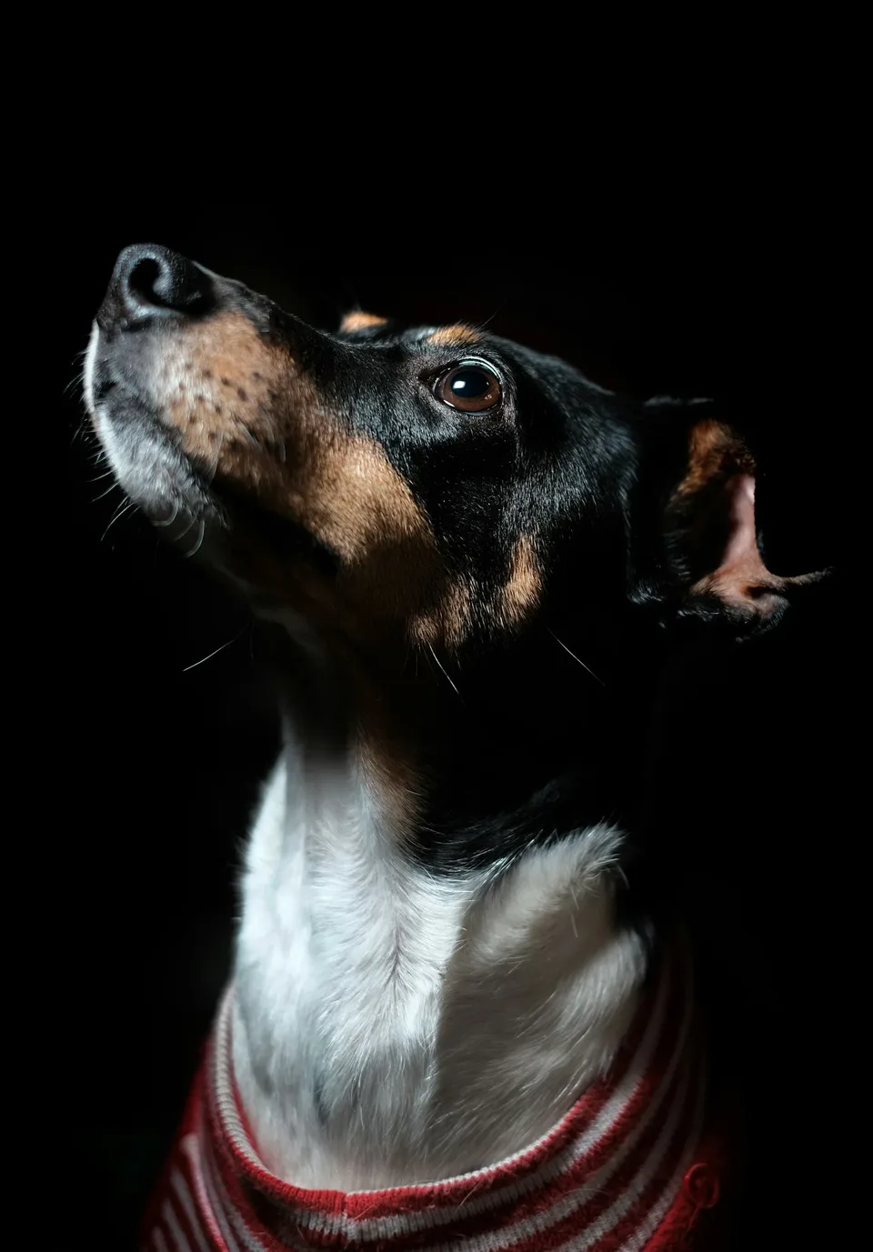 Cachorro olhando para cima, fotografado em fundo escuro